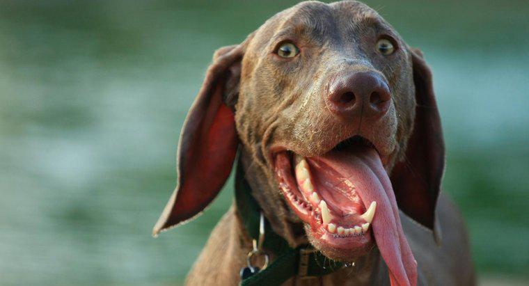 Dlaczego pies powiesił swój język?