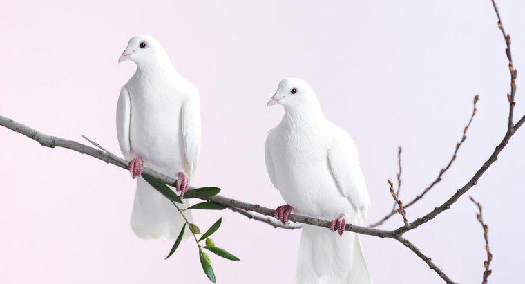 Co symbolizuje Dove?