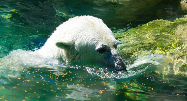 Czy niedźwiedzie polarne żyją na biegunie południowym?