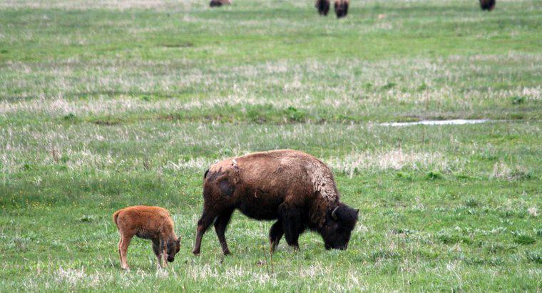 Czym wywołuje się żeński buffalo?