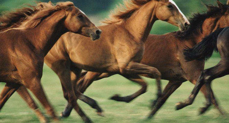 Jak szybko biegają konie?
