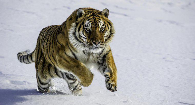 Jakie są fakty na temat tygrysów syberyjskich?