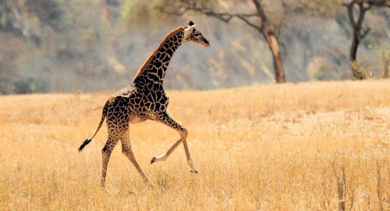 Czy żyrafy mogą skakać?