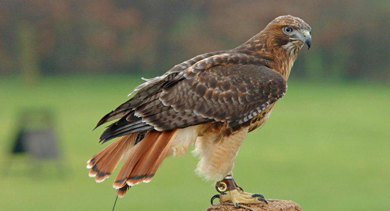 Jak Red-Tailed Hawks budują swoje gniazda?