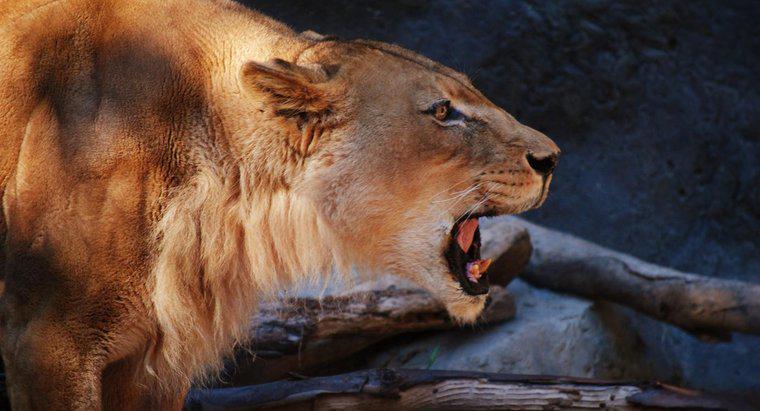 Jakie są adaptacje lwów?