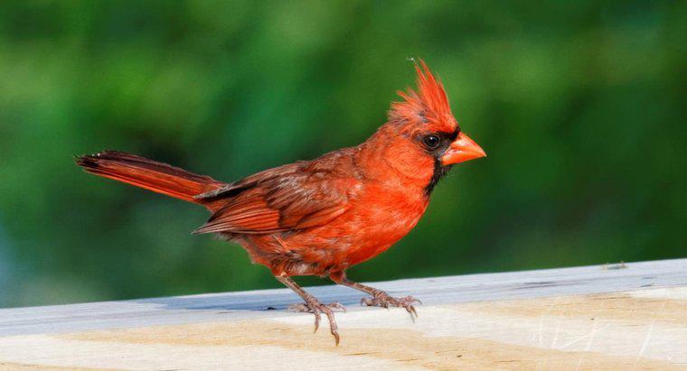 Jakie jest znaczenie duchowe Czerwonego Kardynała Ptaka?