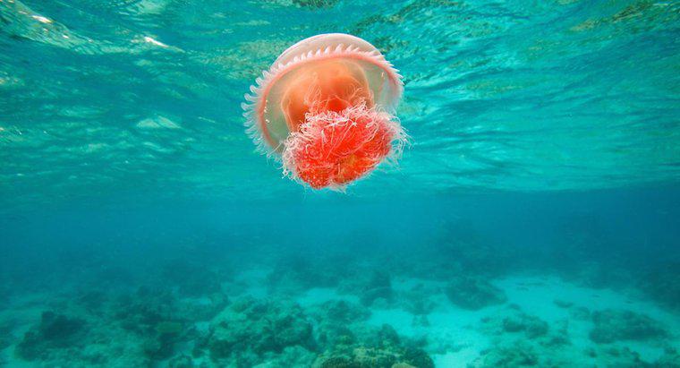 Czym jest siedlisko meduzy?