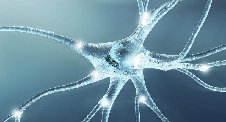 Jaka jest funkcja komórek nerwowych?
