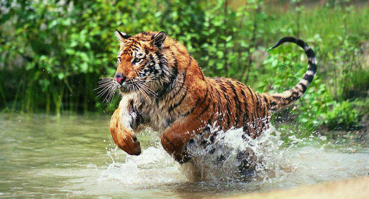 Czy Tygryski żyją w dżungli?