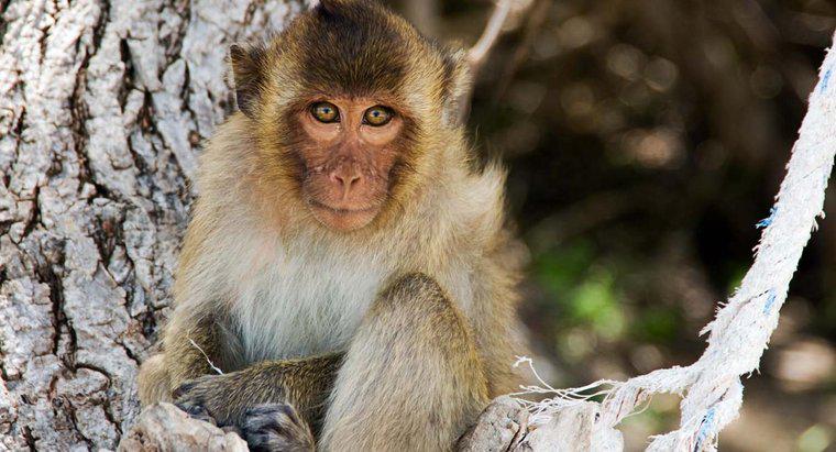 Czym jest fizyczny opis małpy?