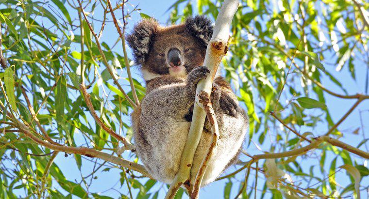 Jak Koalas chronią się same?