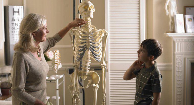 Jakie są cztery rodzaje kości w ludzkim ciele?
