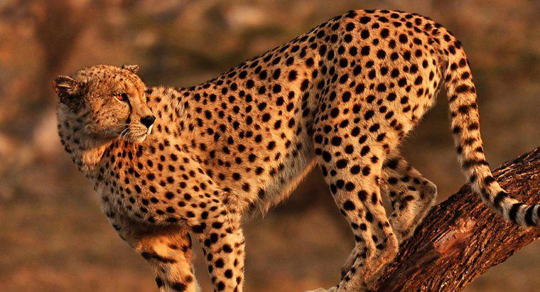 Co to jest siedlisko geparda?