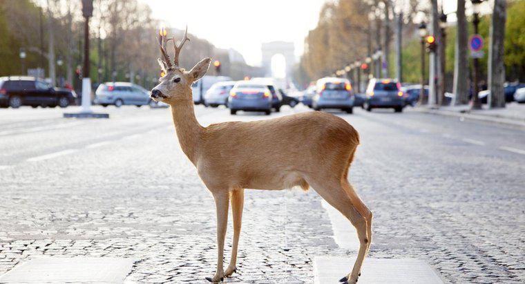 Ile jeleni trafia samochodem każdego roku?