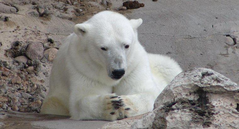 Ile niedźwiedzi polarnych zostało na świecie?