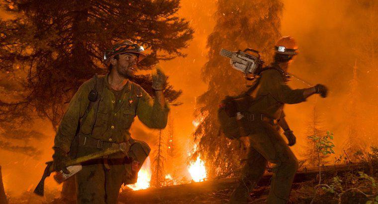 Jak pożary lasów wpływają na środowisko?