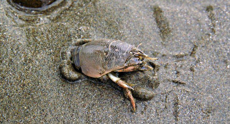 Czy kraby z piasku są jadalne?