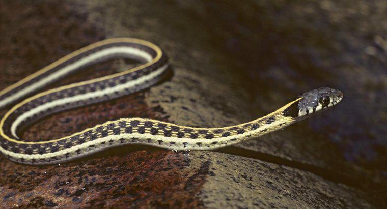 Jak rozpoznać podwiązkę węży z Missouri?