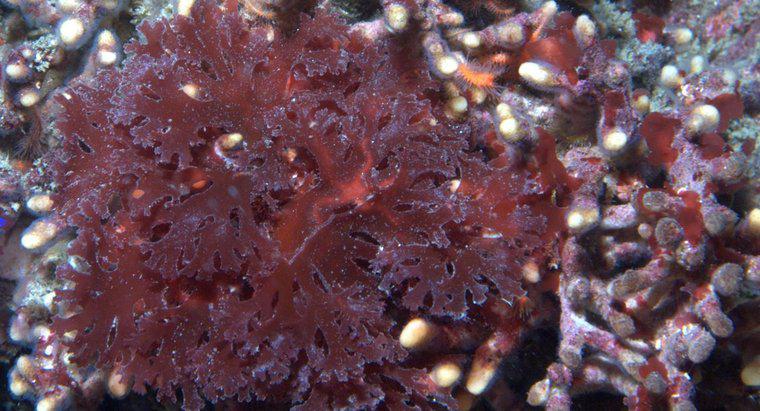 Gdzie są znalezione czerwone algi?