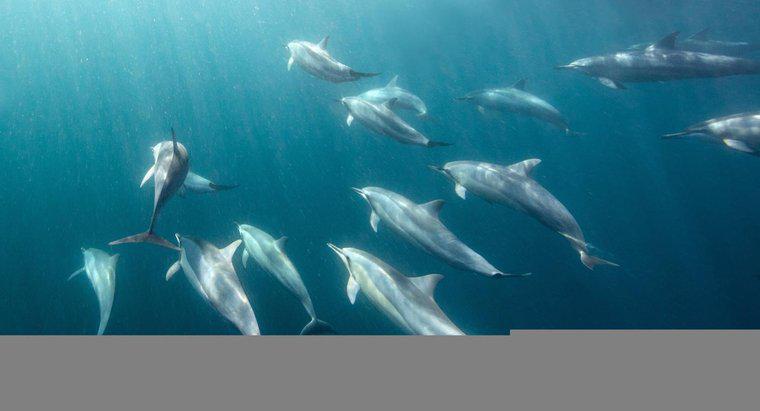 Jak długo można delfinów pozostać pod wodą?