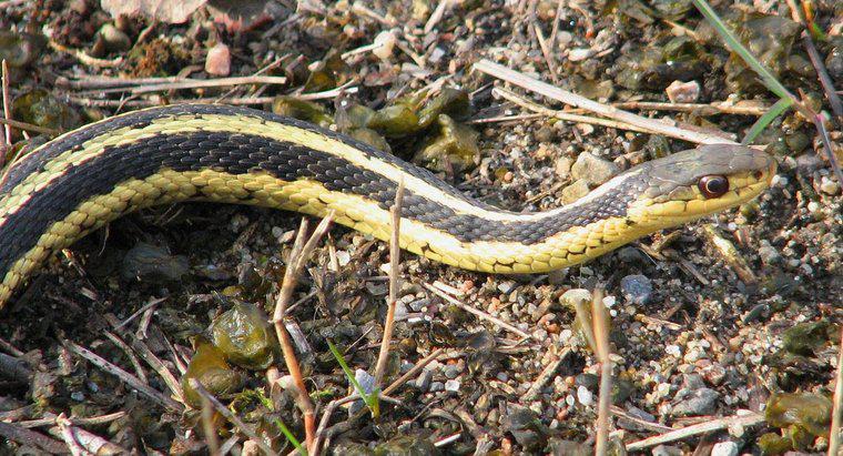 Jak długo żyją węże?