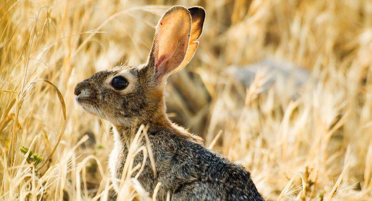 Jak daleko może słyszeć ucho królika?