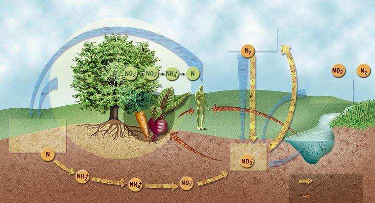 Jakie są etapy cyklu azotowego?