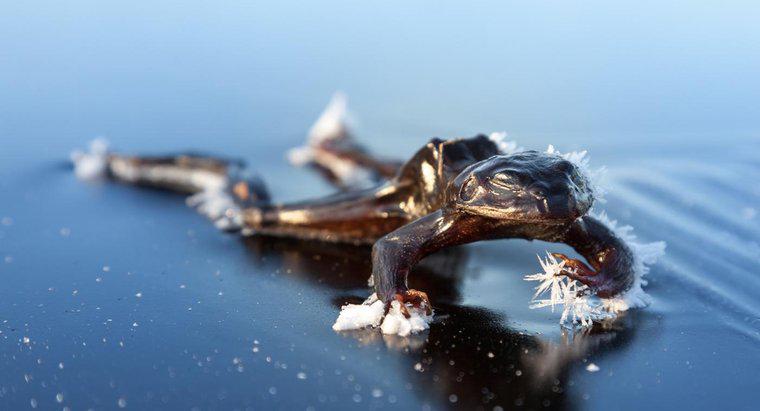 Co się dzieje z żabami w zimie?