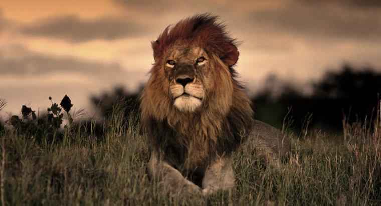 Jak długo lwy żyją w naturze?