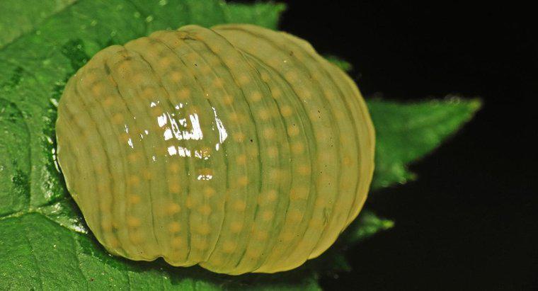 Jak długo trwa tworzenie się larw do jaj po jajkach?