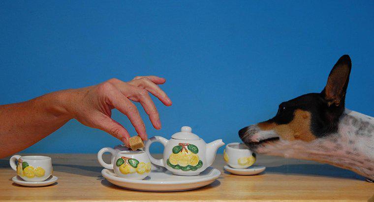 Czy herbata jest trująca dla psów?
