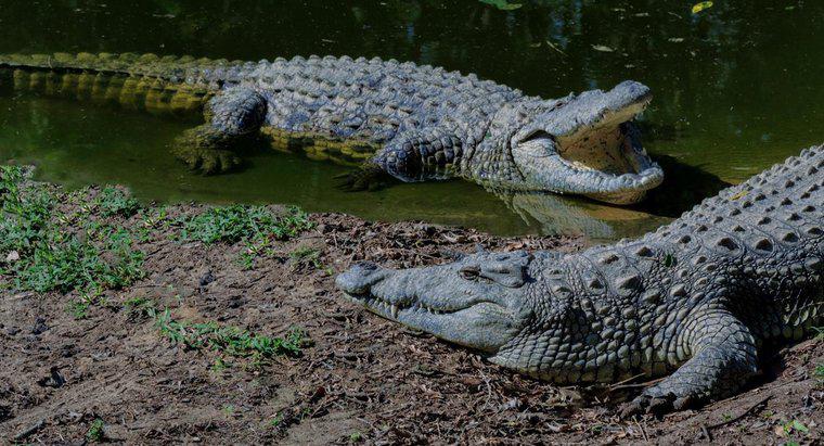 Jakie są różne gatunki krokodyli?