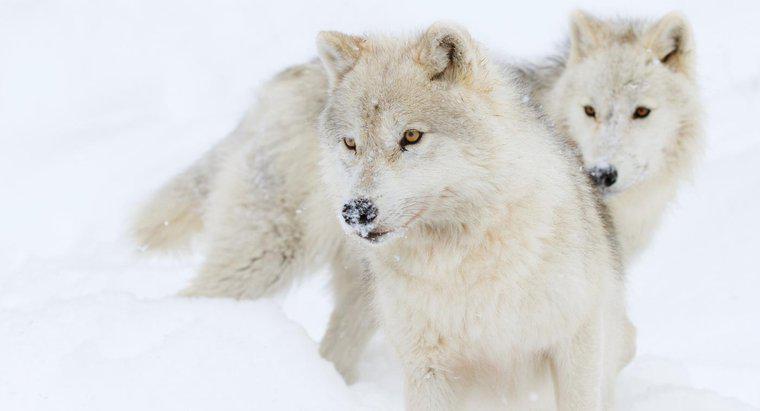 Co robią Arctic Wolves?