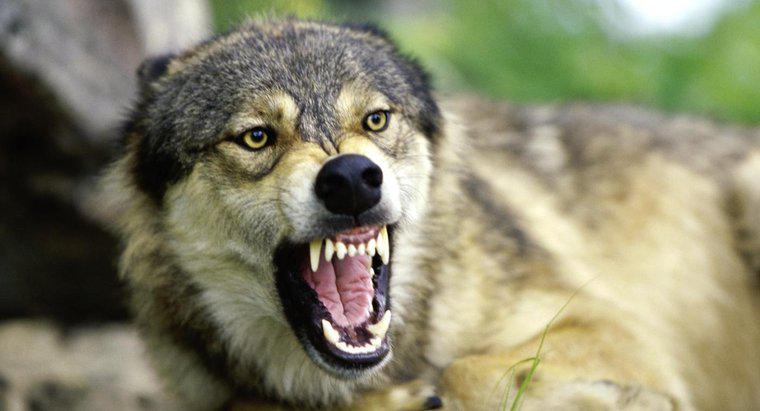 Jak wilki się chronią?