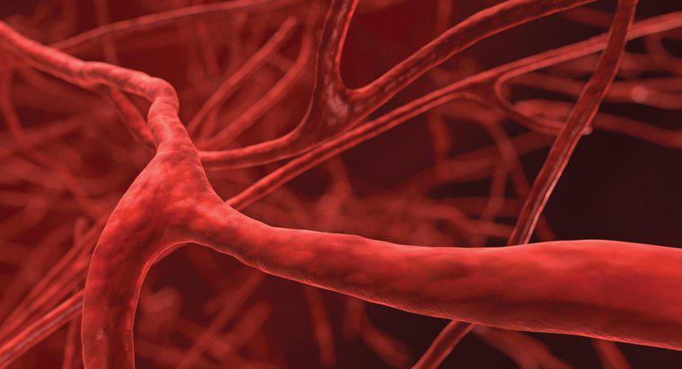 Jakie jest najmniejsze naczynie krwionośne w ciele?