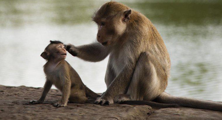 Czym jest naukowa klasyfikacja małpy?