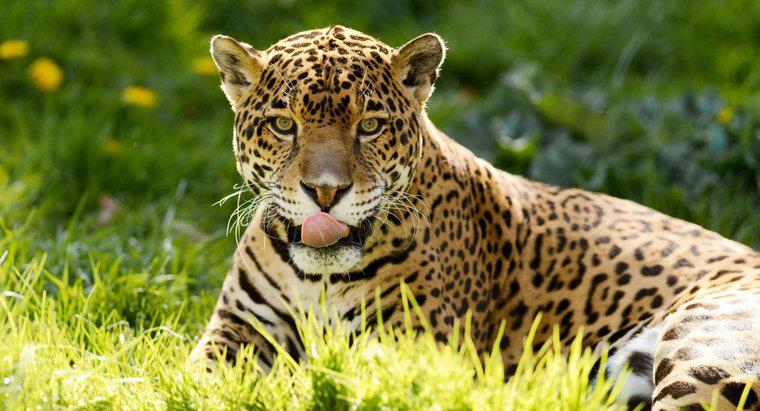 Co jedzą jaguary?