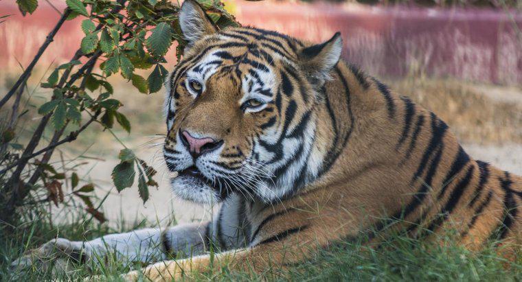 Jakie są zalety i wady Tygrysów?