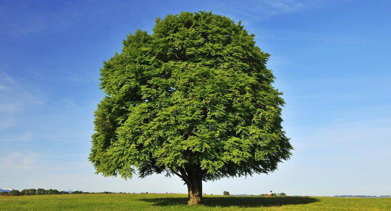 Jakie są podstawy identyfikacji drzewa bukowego?