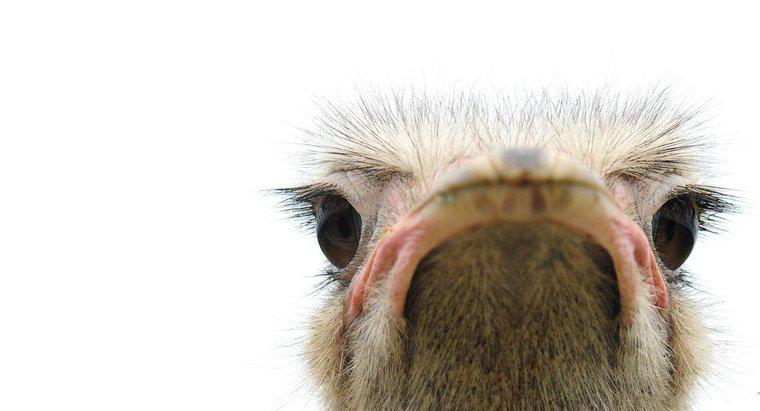 Które oczy ptaka są większe niż jego mózg?