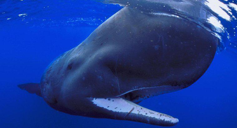 Co robią wieloryby plemników?