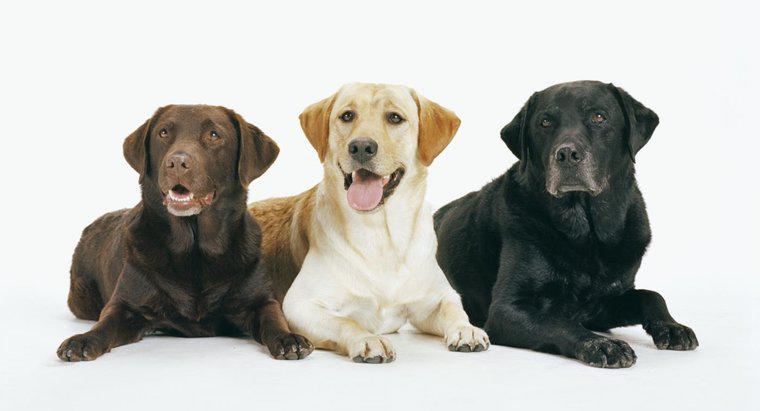 Jakie są różne typy programów Labrador Retriever?