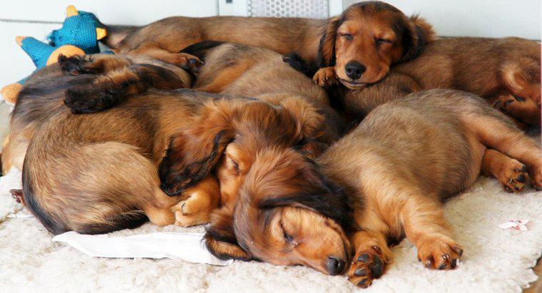 Ile psów może mieć jedno gospodarstwo domowe?