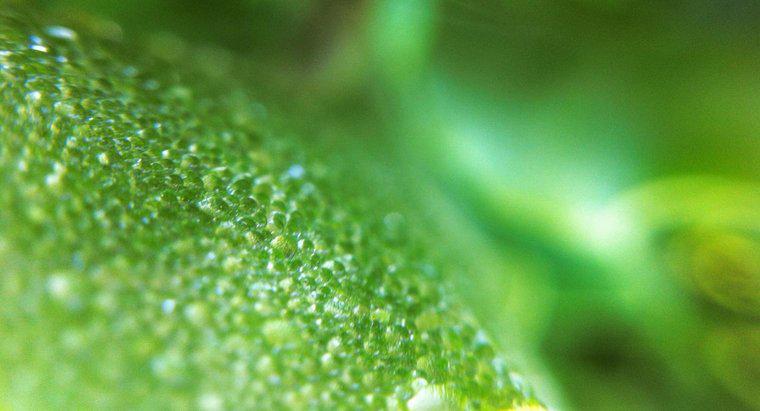 Co robi chloroplast w komórce roślinnej?