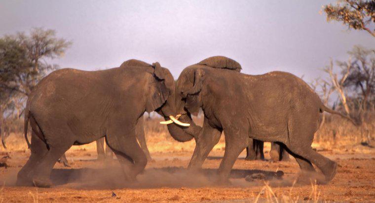 Jak słonie chronią się same?