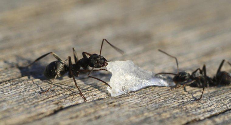 Jak wyciągnąć czarne mrówki z domu?