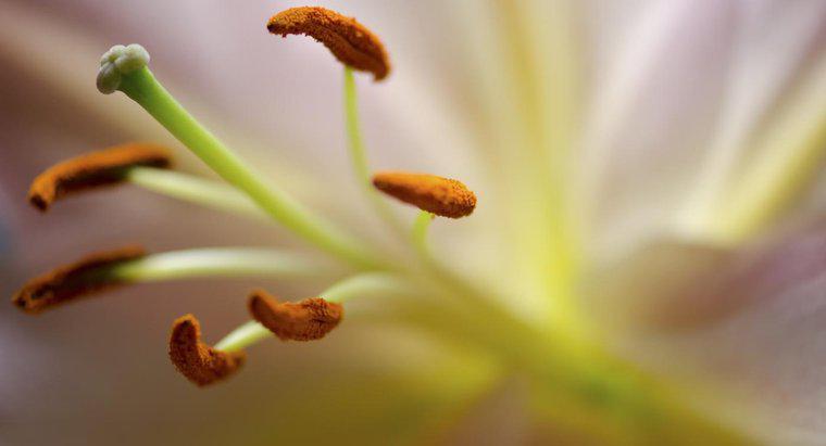Która część kwiatu wytwarza pyłek?