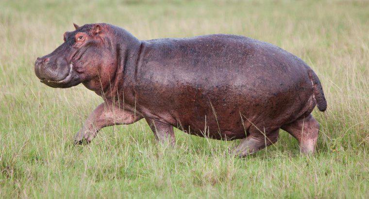 Co to jest hipopotam z kreskówek?