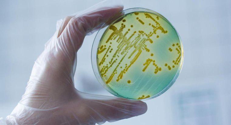 Co to jest naukowe nazwisko bakterii?