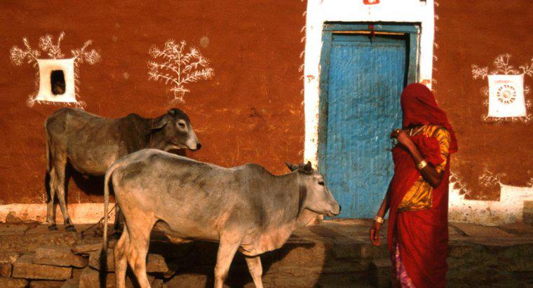 Czy Hindusi mogą pić mleko krowie?